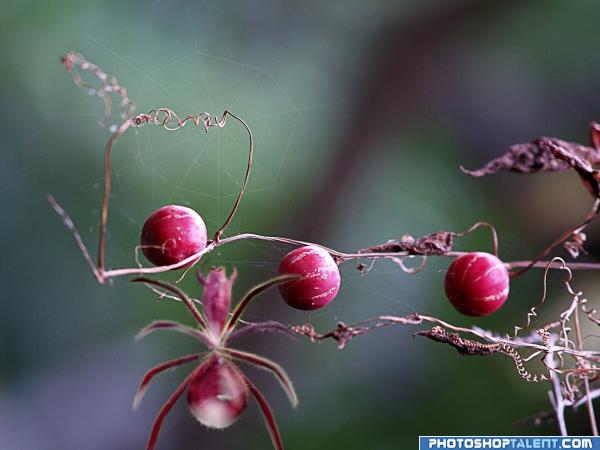 Spider in berry